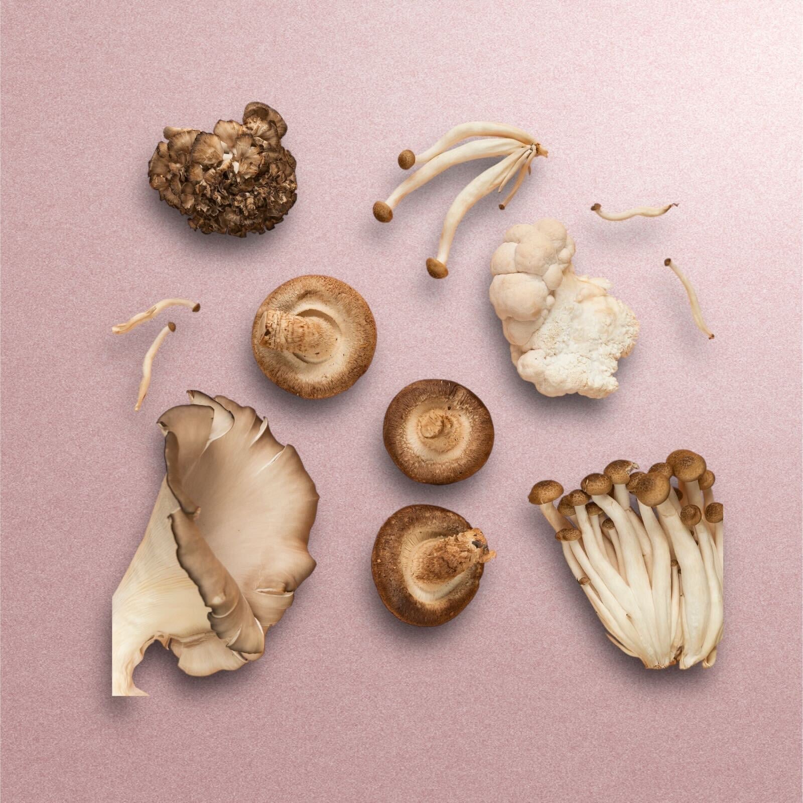 Unlocking the Power of Functional Mushrooms