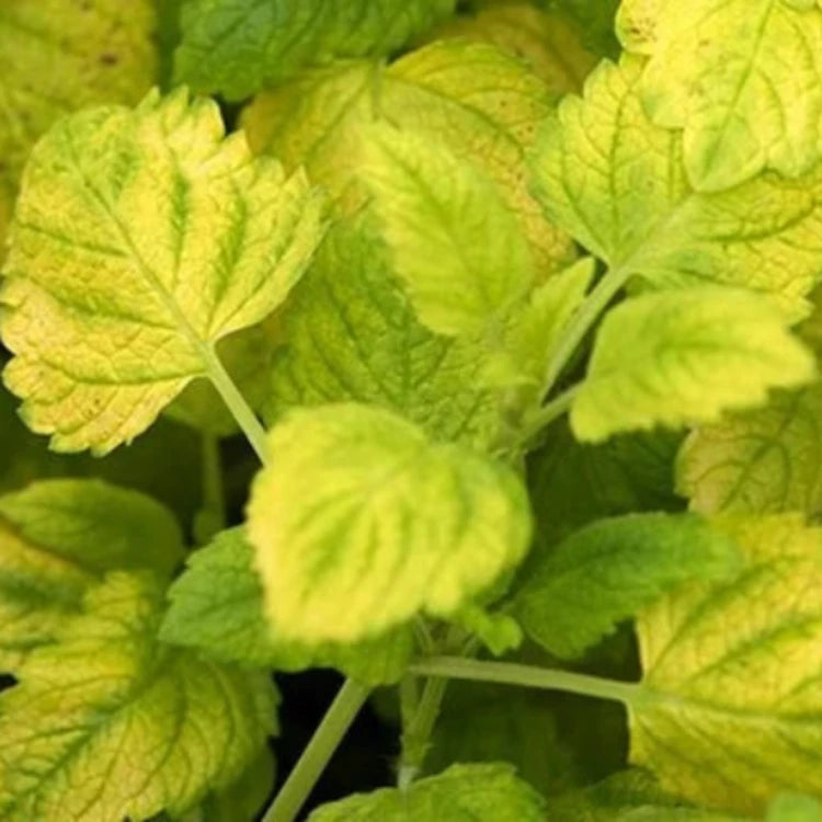 lemon balm