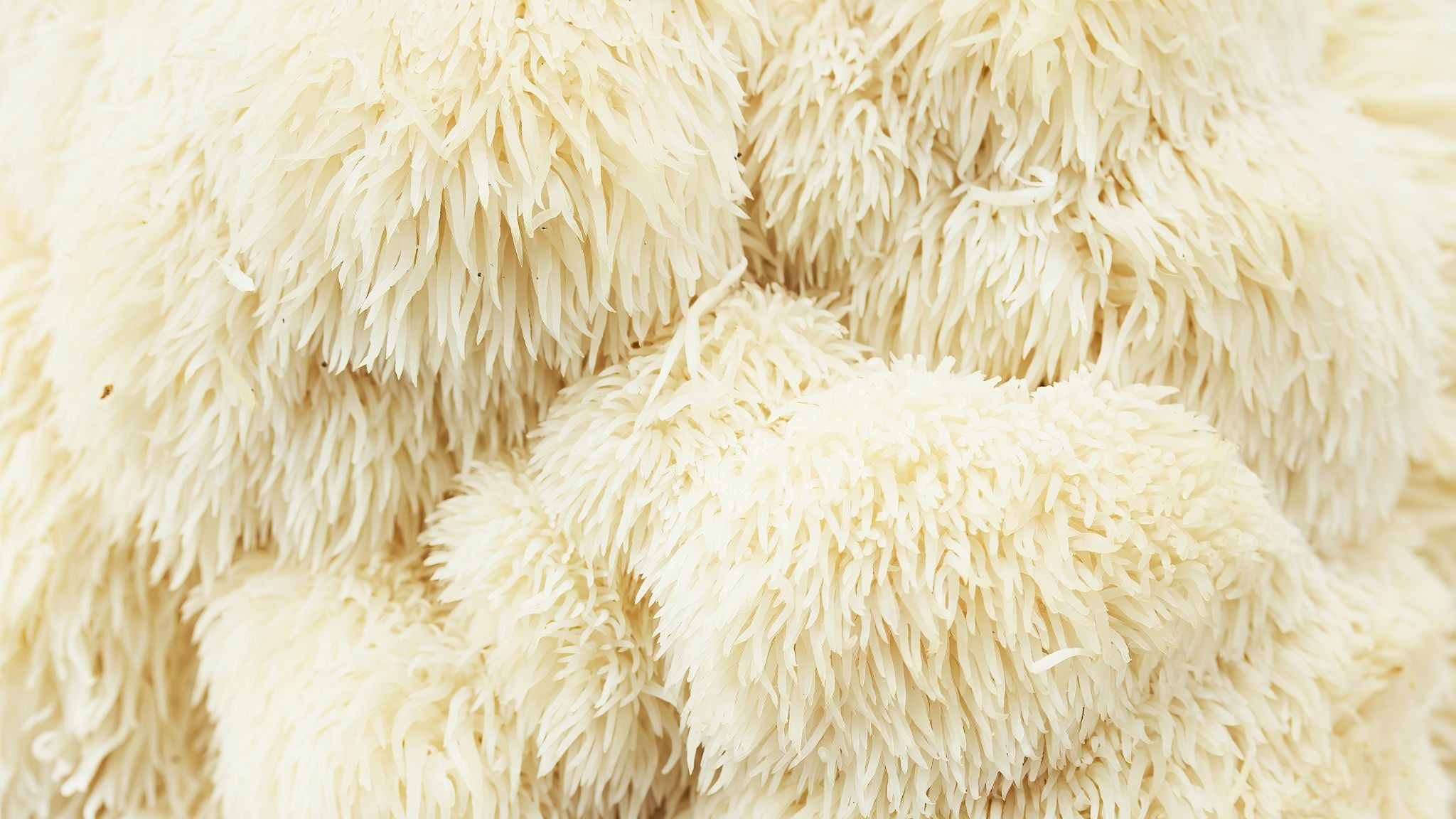 Lions Mane close up imagery of fluffy texture