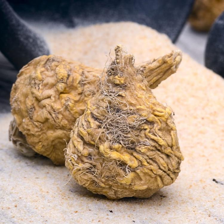 maca root