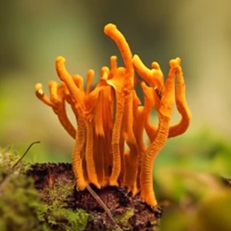 cordyceps functional mushrooms