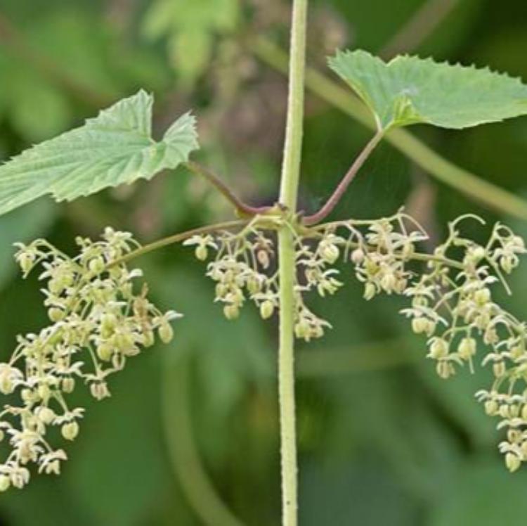 hops flower