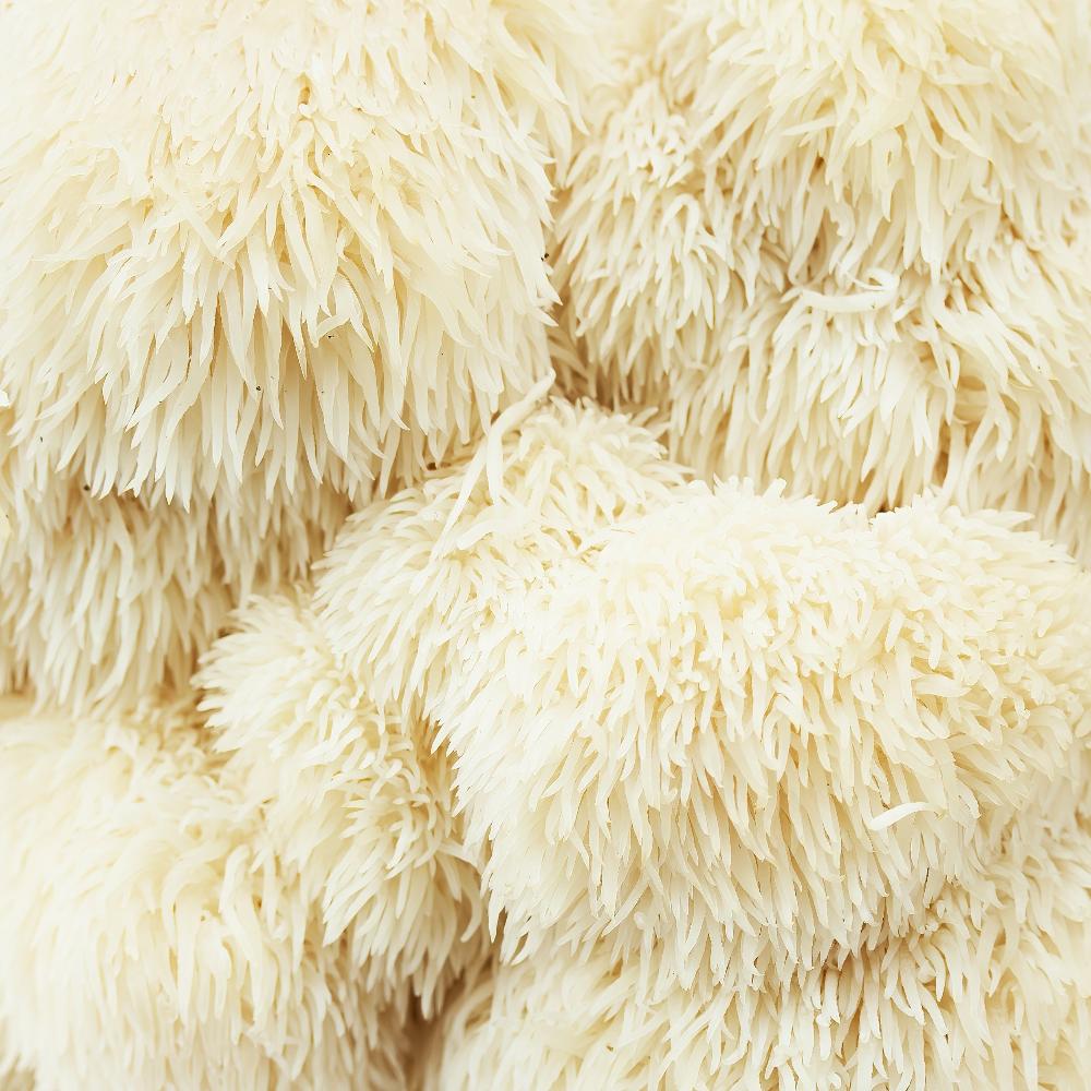 lions mane functional mushrooms