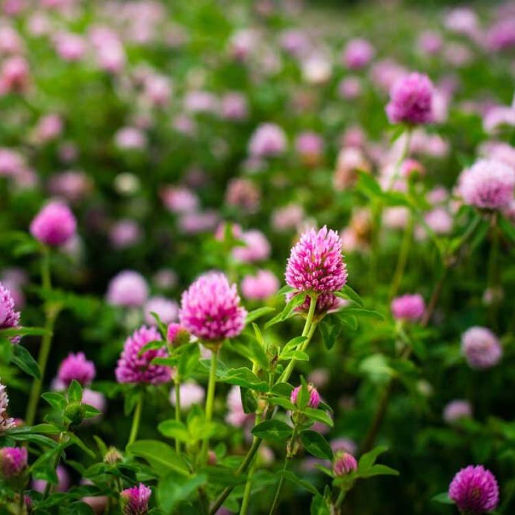 red clover plant