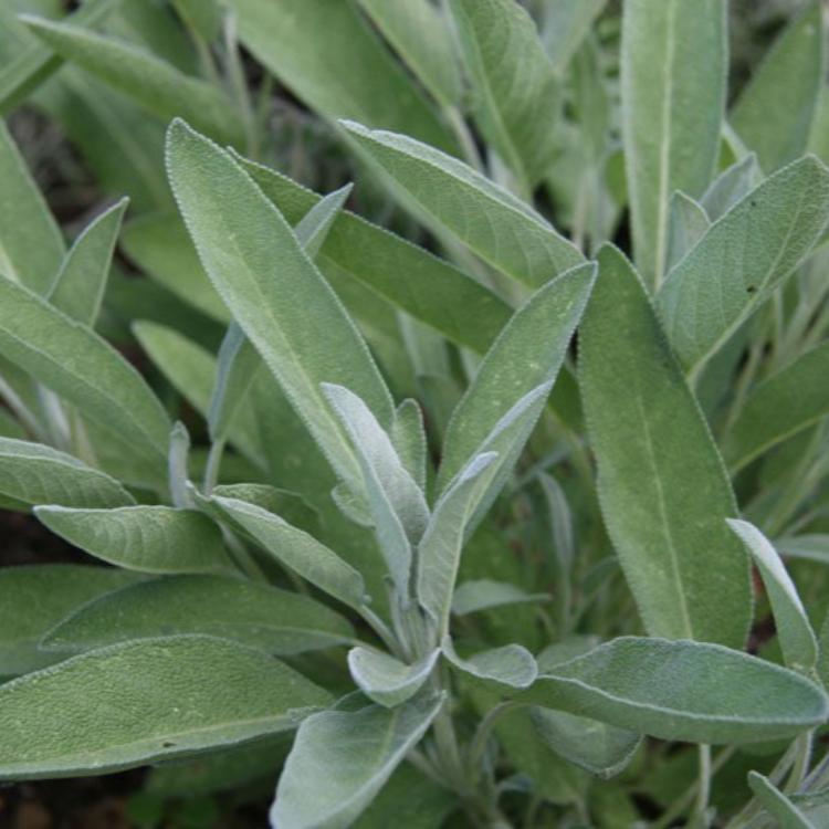 sage plant